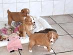Nova scotia duck tolling retriever pups mogen gelijk mee, Dieren en Toebehoren, Nederland, Labrador retriever, Meerdere, Meerdere dieren