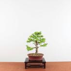 Bonsai Larix decidua, Tuin en Terras, Planten | Bomen, In pot, Minder dan 100 cm, Overige soorten, Volle zon