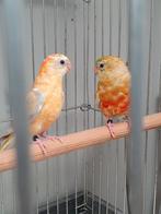Roodruggen, Dieren en Toebehoren, Vogels | Parkieten en Papegaaien, Meerdere dieren, Parkiet