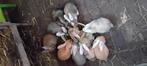 Jonge konijntjes. Duitse Reus x Franse Hangoor.  Nog 3!, Dieren en Toebehoren, Konijnen, Meerdere dieren, Groot, Hangoor