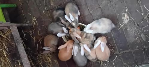 Jonge konijntjes. Duitse Reus x Franse Hangoor.  Nog 3!, Dieren en Toebehoren, Konijnen, Groot, Meerdere dieren, Hangoor