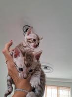 Bengaalse kittens bengal bengaal met stamboom + fokrecht, Meerdere dieren, Gechipt, 0 tot 2 jaar