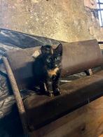 Boerderij katten, Dieren en Toebehoren, Katten en Kittens | Overige Katten, Meerdere dieren, Kortharig, 0 tot 2 jaar