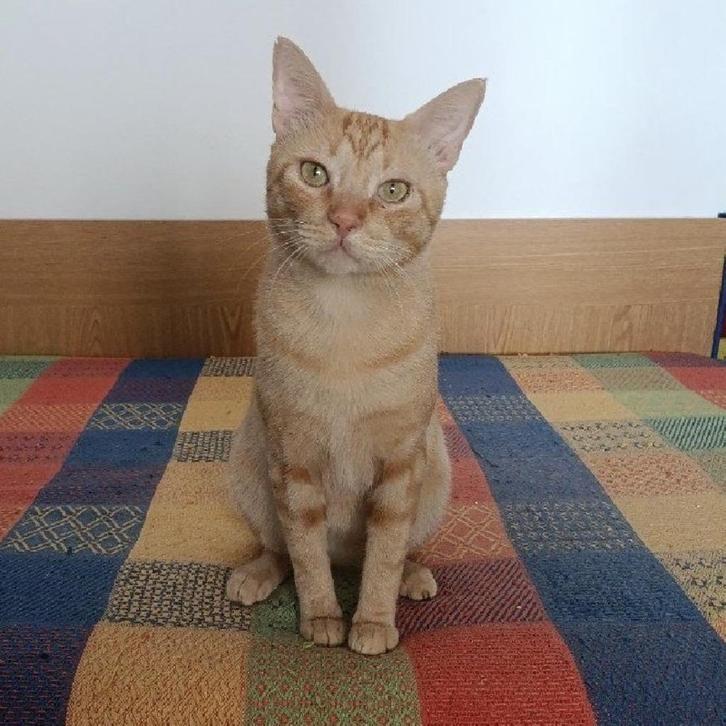 ACE: Muybueno is nog wat terughoudend, Dieren en Toebehoren, Katten en Kittens | Overige Katten, Kortharig, Kater, 0 tot 2 jaar