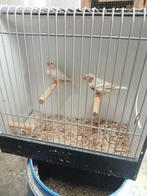 Mooi koppel Isabel zebravinken, Meerdere dieren, Tropenvogel