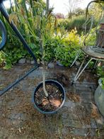 walnotenboompje, Tuin en Terras, Planten | Bomen, Ophalen, Volle zon, Overige soorten, Minder dan 100 cm