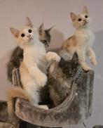 Maine coon kittens met stamboom NOG 1 polydactyl, Dieren en Toebehoren, Katten en Kittens | Raskatten | Langhaar, Kater, Gechipt