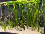 Vallisneria Gigantea stekken, Dieren en Toebehoren, Vissen | Aquaria en Toebehoren, Ophalen, Nieuw, Plant(en), Steen of Hout