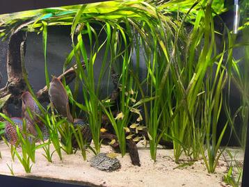 Vallisneria Gigantea stekken beschikbaar voor biedingen