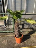 trachycarpus wagnerianus, Lente, Minder dan 100 cm, Palmboom, Ophalen