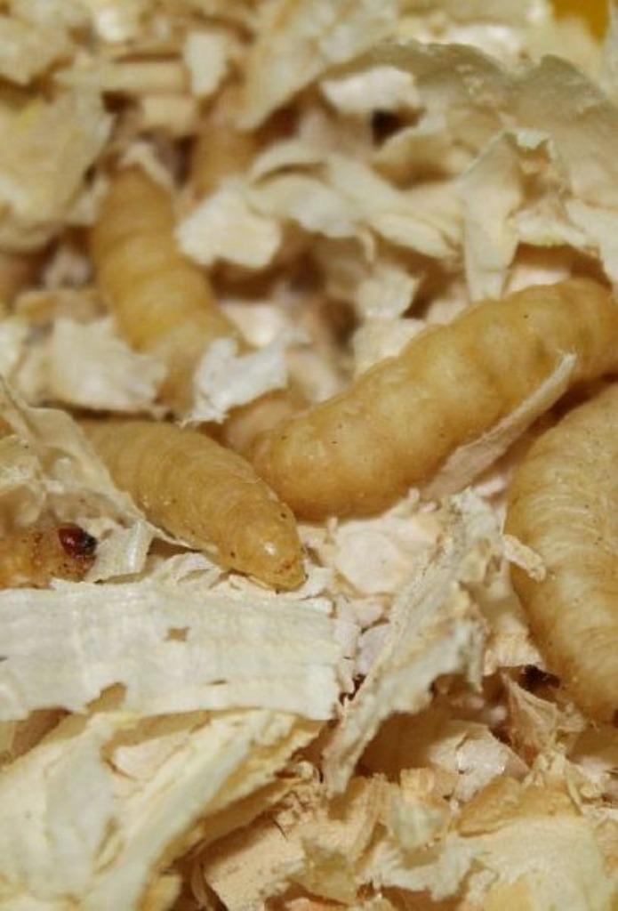 sprinkhanen, wasmot, krekels, meelworm, etc evt per post, Dieren en Toebehoren, Reptielen en Amfibieën | Toebehoren, Nieuw, Ophalen of Verzenden