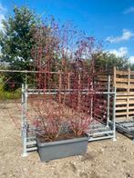 Cornus alba siberica, Volle zon, Vaste plant, Zomer, Ophalen