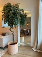 Unieke Ficus Kunstboom op stam - 185 cm, Ophalen, Ficus, Halfschaduw, In pot