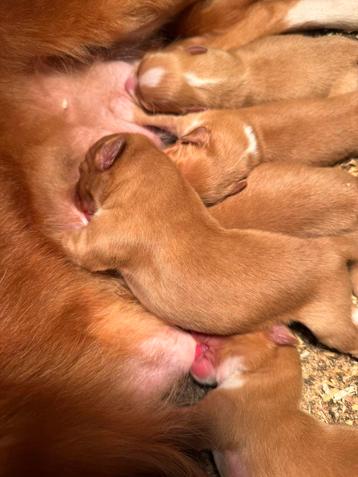 Nova scotia duck tolling retriever beschikbaar voor biedingen
