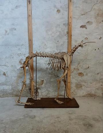 Antiek hondenskelet op eiken standaard taxidermie skelet