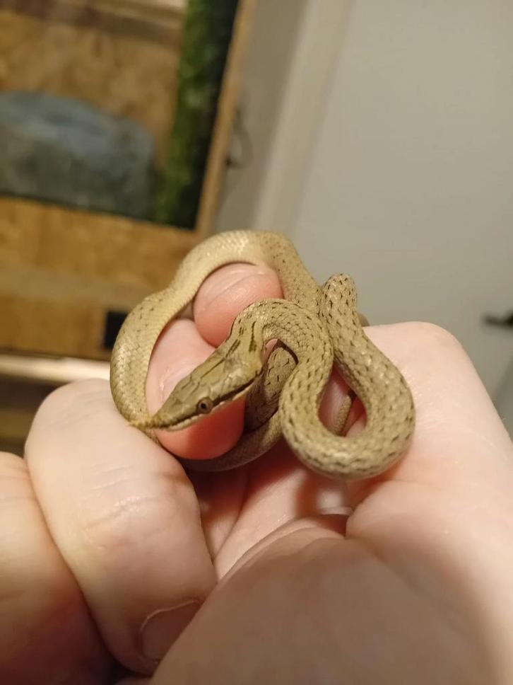 Gonyosoma boulengeri nk.25