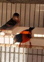 Mooi koppel kapoetsensijzen, Dieren en Toebehoren, Vogels | Overige Vogels, Meerdere dieren