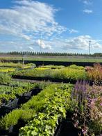 Vaste tuinplanten - Geldermalsen - ZATERDAG geopend, Ophalen of Verzenden, Zomer, Overige soorten