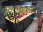 2 meter aquarium inclusief alle toebehoren, Ophalen, Gebruikt, Gevuld zoetwateraquarium