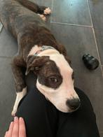 American Bully, Dieren en Toebehoren, Ophalen of Verzenden, Zo goed als nieuw