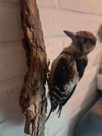 Taxidermie taxidermy Opgezette "Grote bonte specht" juveniel, Ophalen of Verzenden
