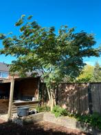 Albizia Julibrissin Ombrella, Tuin en Terras, Ophalen of Verzenden, Volle zon, Overige soorten