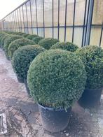 Taxus baccata bolvormen in verschillende maten, Ophalen of Verzenden, Taxus, Minder dan 100 cm