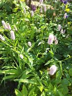 Adderwortel Persicaria bijstorten vaste planten, Overige soorten, Vaste plant, Ophalen of Verzenden, Halfschaduw