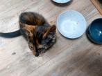 Speelse kitten, Dieren en Toebehoren, Katten en Kittens | Overige Katten