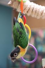 Jonge Baby Zwartkop Caique´s | getest | Speels | Handtam, Dieren en Toebehoren, Vogels | Parkieten en Papegaaien, Meerdere dieren