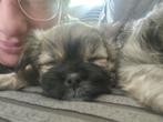 Langharige chihuahua/boomer pup te koop, Dieren en Toebehoren, Honden | Chihuahua's en Gezelschapshonden, Reu, 8 tot 15 weken