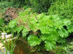 darmera peltata, Ophalen, Vaste plant, Halfschaduw, Zomer