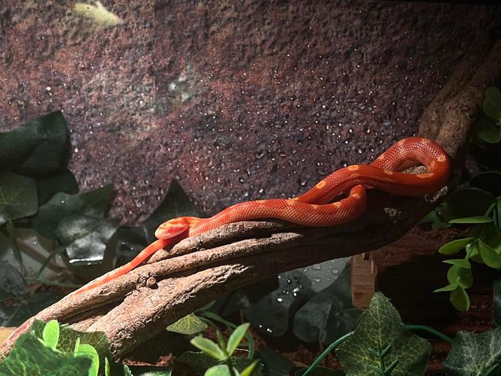 Pantherophis Guttatus 0.0.1 nakweek 2025