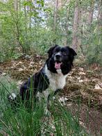 Duffy zoekt een nieuw huisje ( border collie), Dieren en Toebehoren, Honden | Herdershonden en Veedrijvers, België, Particulier