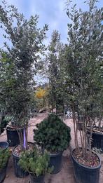 Quercus ilex meerstammige steeneiken, Ophalen of Verzenden, Halfschaduw, Overige soorten