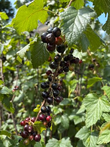 Zwarte bes, framboos, aalbes, kruisbes Fruitstruiken beschikbaar voor biedingen