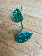 🌱 Zilverrank gewortelde stekjes scindapsus pictus hassk, Huis en Inrichting, Kamerplanten, Ophalen, Overige soorten, Halfschaduw