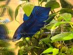 Wild Betta: Mahachaiensis Blue (couple)