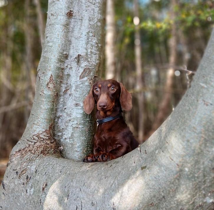 Te dekking aangeboden: ️✨️Choco teckel dekreu️✨️, Dieren en Toebehoren, Honden | Dekreuen, Reu, Fokker | Hobbymatig, Meerdere