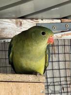 Bergparkieten te koop, Dieren en Toebehoren, Geslacht onbekend, Parkiet, Geringd