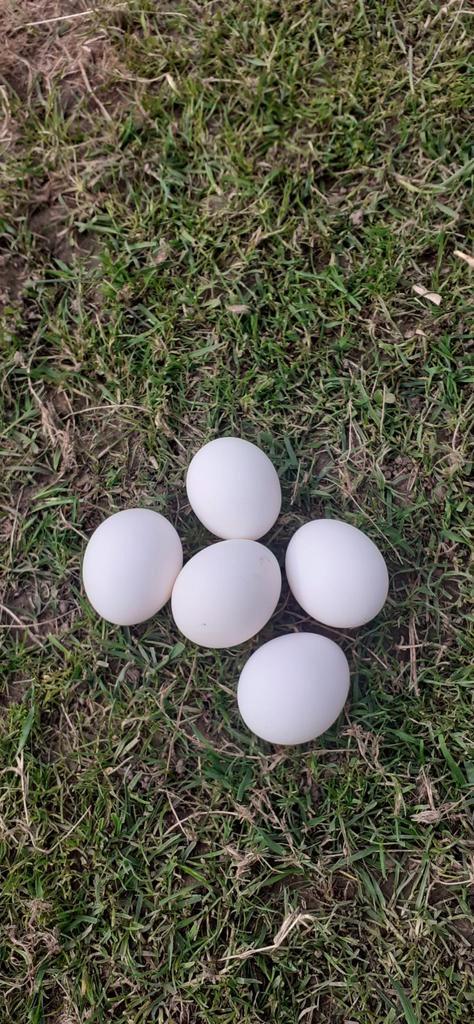 Broedeieren van witte legkippen, Dieren en Toebehoren, Pluimvee, Kip, Geslacht onbekend