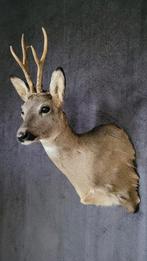 Nieuwe reebokken. Opgezette dieren geweien hert taxidermie, Verzamelen, Dierenverzamelingen, Ophalen of Verzenden, Nieuw, Hert