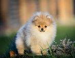3 POMERANIAN teefjes met stamboom FCI, POMERIAAN DWERGKEES, Dieren en Toebehoren, 15 weken tot 1 jaar, Buitenland, Teef, Meerdere