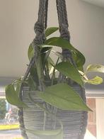 Kamerplant excl hanger en pot, Ophalen of Verzenden, Halfschaduw, Minder dan 100 cm