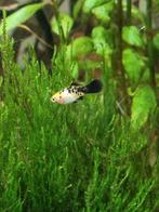 4x jonge platy gevlekt/blauw., Dieren en Toebehoren, Vissen | Aquariumvissen