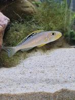 F1 Xenotilapia papilio sunflower kisi  Tanganyika, Dieren en Toebehoren, Vis, Zoetwatervis, Schoolvis