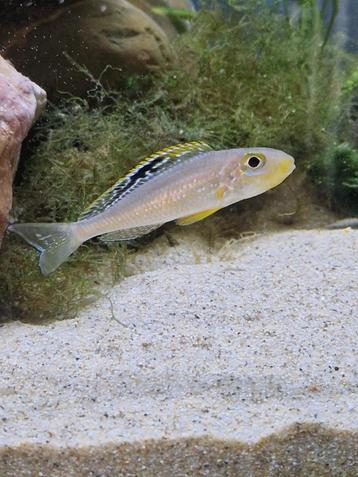 F1 Xenotilapia papilio sunflower kisi  Tanganyika  beschikbaar voor biedingen