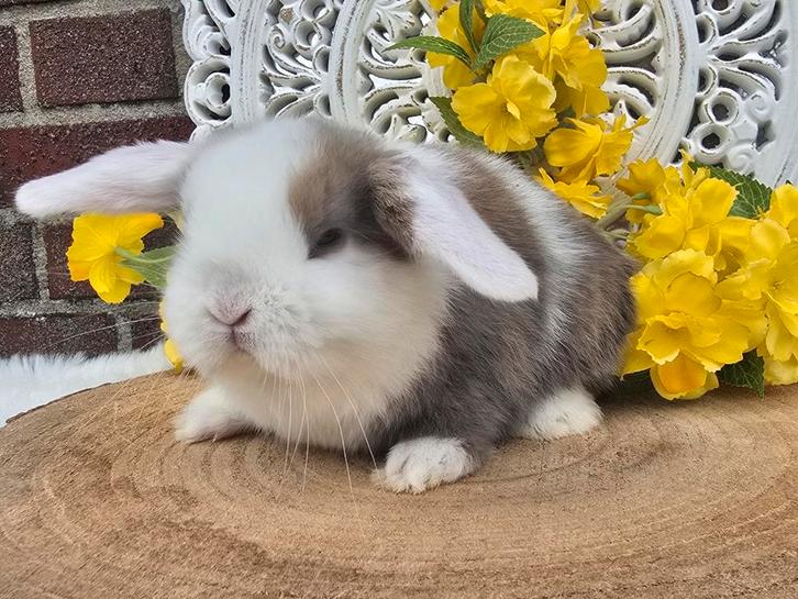 Hele lieve en mooie nhd rexdrager ram, Dieren en Toebehoren, Konijnen, Dwerg, Mannelijk, 0 tot 2 jaar, Hangoor