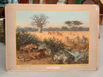 Schoolplaat Kalahari leeuw giraf zebra - vintage retro, Ophalen, Natuur en Biologie