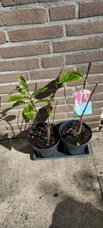 Magnolia Susan 2st., Ophalen, Zomer, Volle zon
